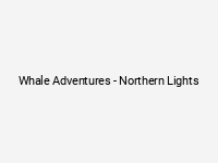 Whale Adventures - Northern Lights
